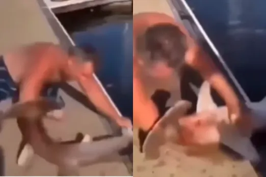 Animal Viral Video