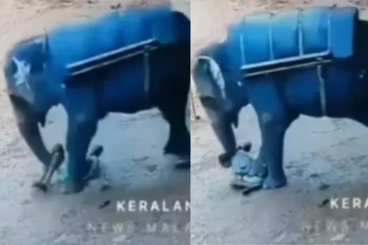 Animal Viral Video