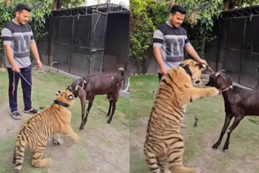 Animal Viral VIdeo