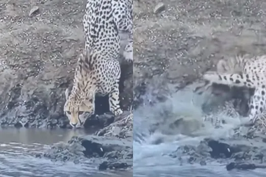 Animal Viral Video