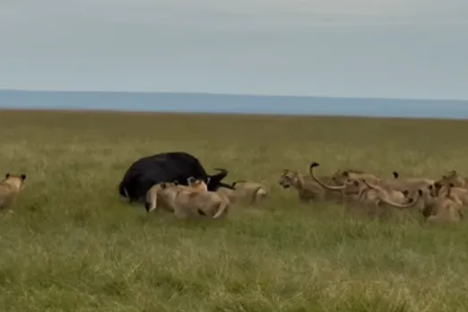 Animal Viral Video