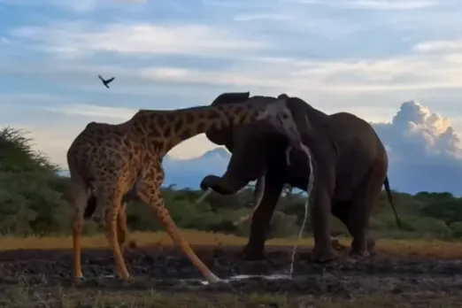 Animal Viral Video