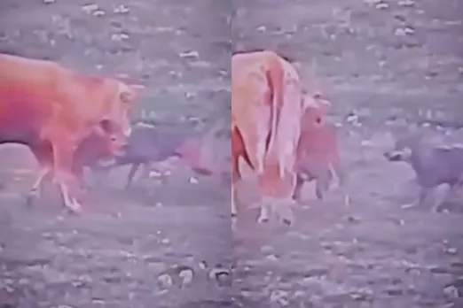 Animal Viral Video