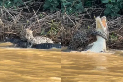 Animal Viral Video
