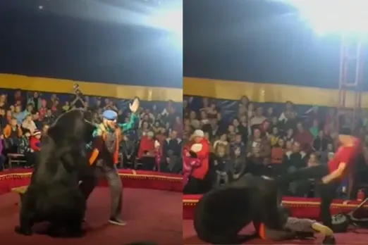 Animal Viral VIdeo