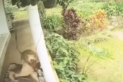 Animal Viral Video