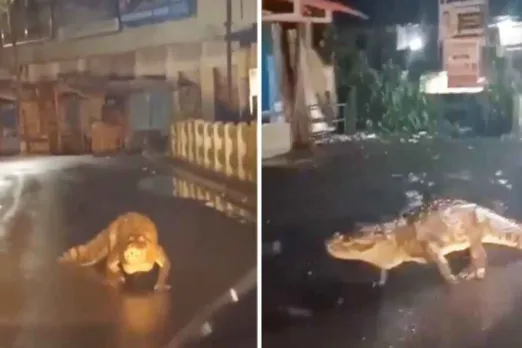 Animal Viral Video