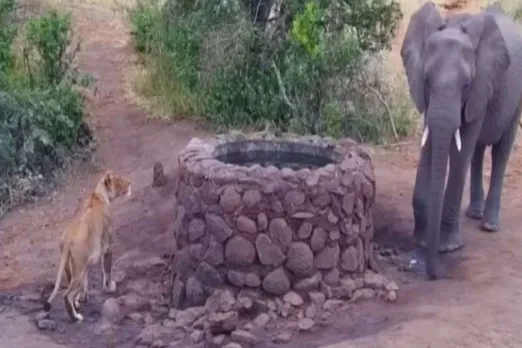 Animal Viral Video