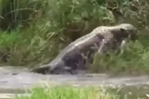 Animal Viral Video