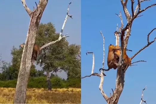 Animal Viral Video