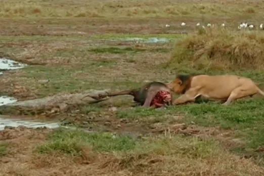 Animal Viral Video
