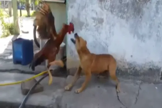 Animal Viral Video