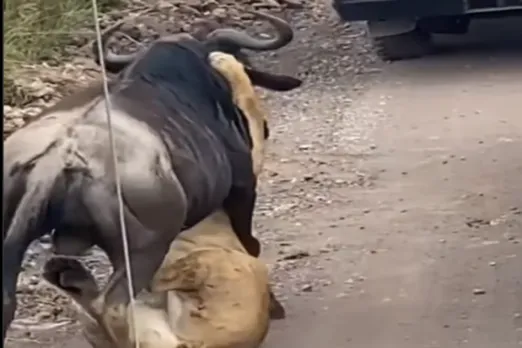 Animal Viral Video