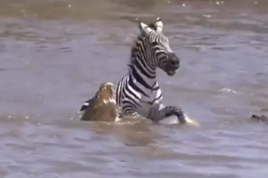 Animal Viral Video