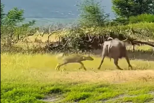 Animal Viral Video