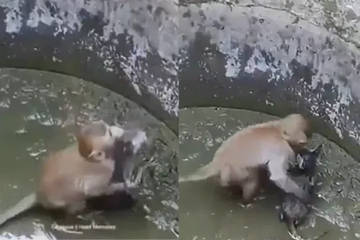 Animal Viral Video