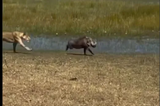 Animal Viral Video