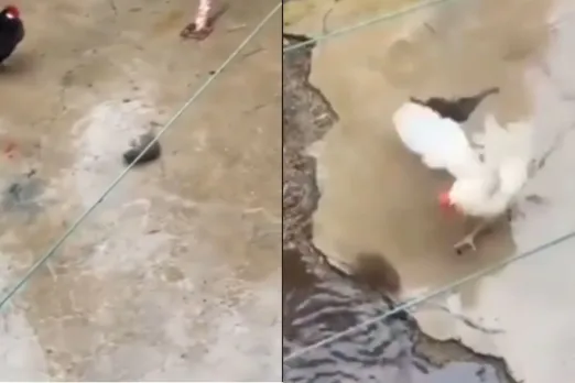 Animal Viral Video