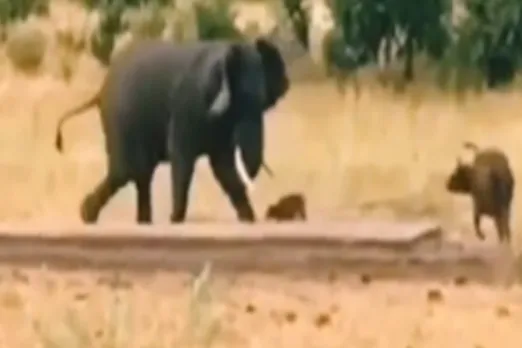 Animal Viral Video