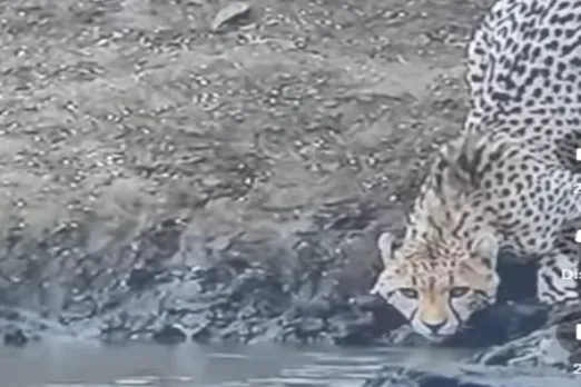 Animal Viral Video