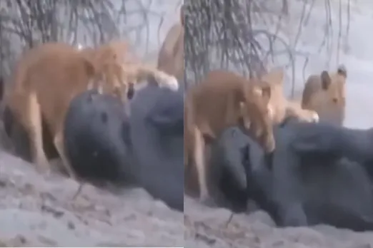 Animal Viral Video
