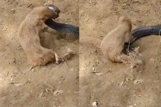 Animal Viral Video