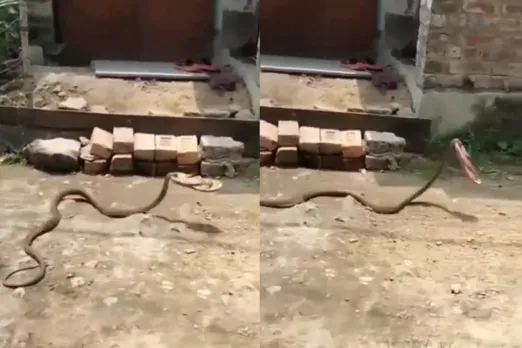 Animal Viral Video