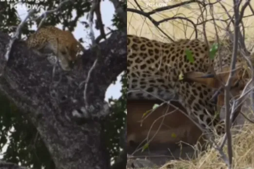 Animal Viral Video