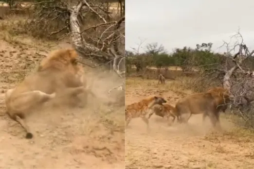 Animal Viral Video