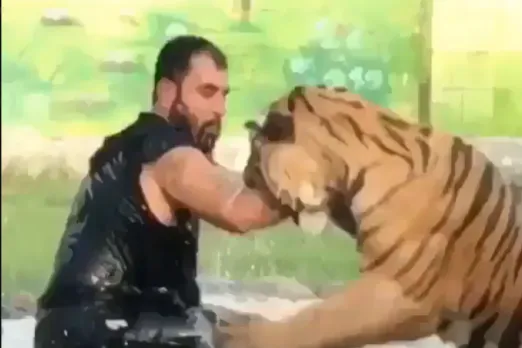 Animal Viral Video