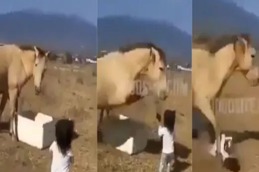 Animal Viral Video