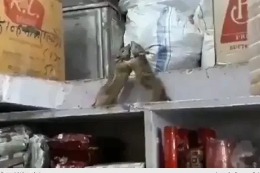 Animal Viral Video