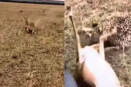Animal Viral Video