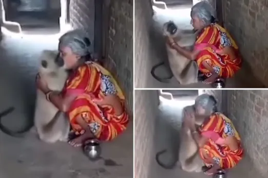 Animal Viral Video