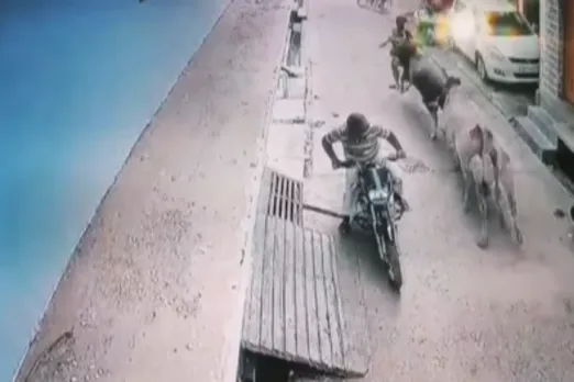 Animal Viral Video