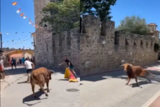 Animal Viral Video