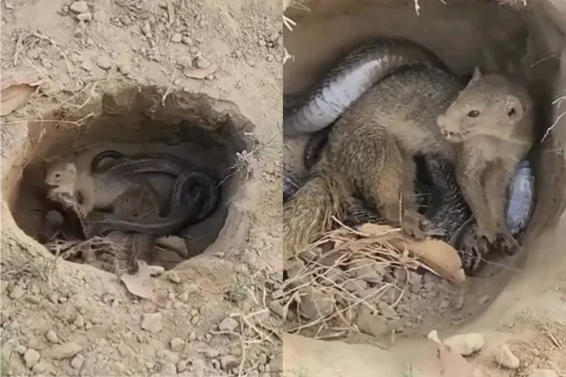 Animal Viral Video
