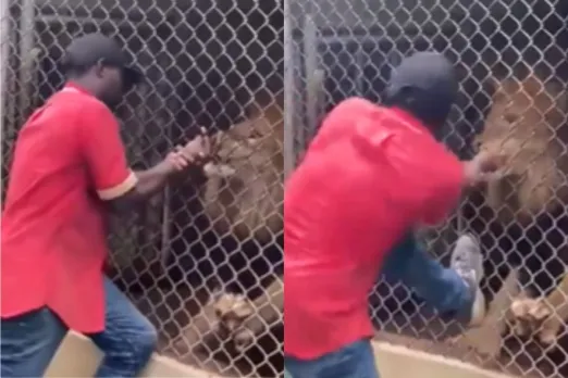 Animal Viral Video