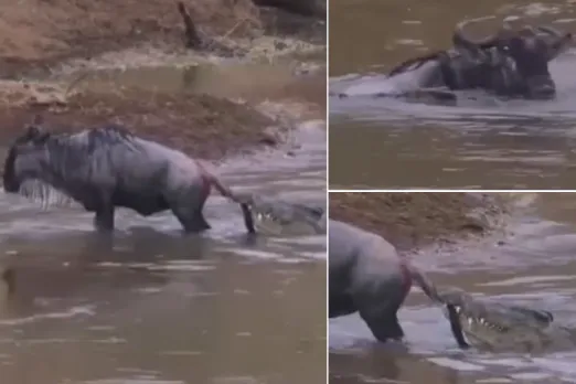Animal Viral Video