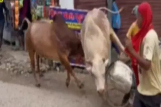 Animal Viral Video