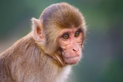 Monkey Viral News