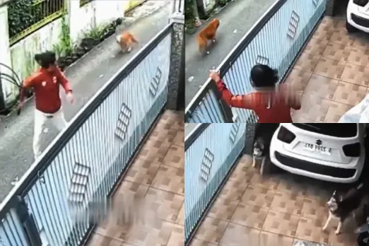 Animal Viral Video