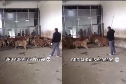 Animal Viral Video