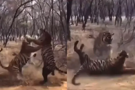 Animal viral video