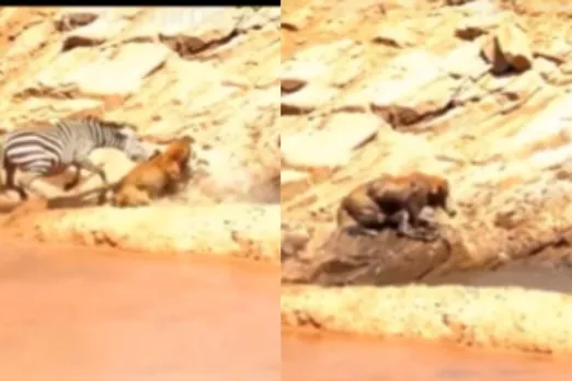 Animal Viral Video