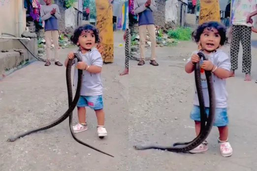 Animal Video