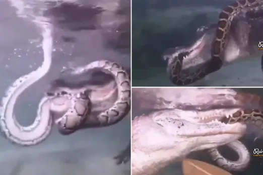 Animal Video