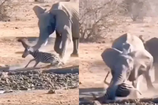 Animal Video