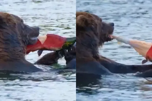Animal Video