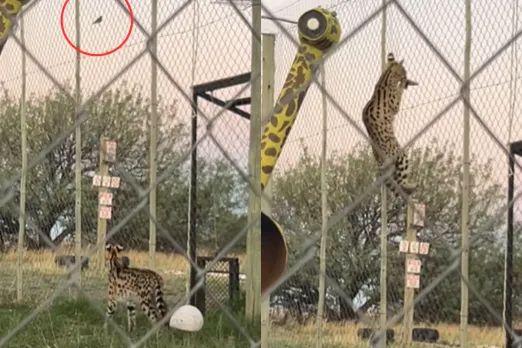Animal Video